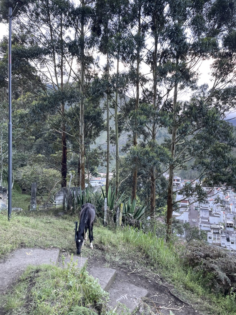 A dark feral horse grazes on a misty hillside among eucalyptus trees overlooking Baños de Agua Santa, Ecuador