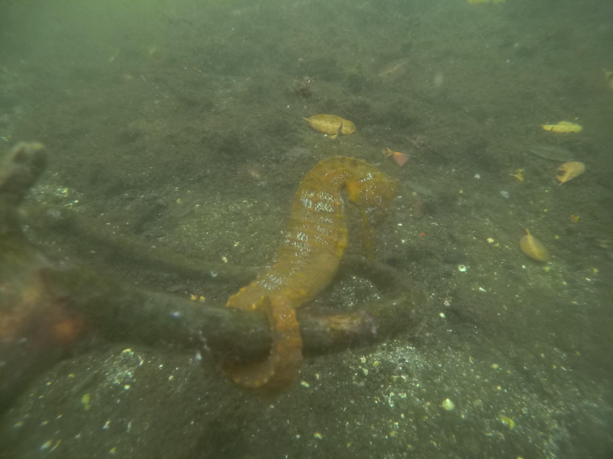 Golden Pacific seahorse clinging to a submerged mangrove root on a murky seabed in Ecuador