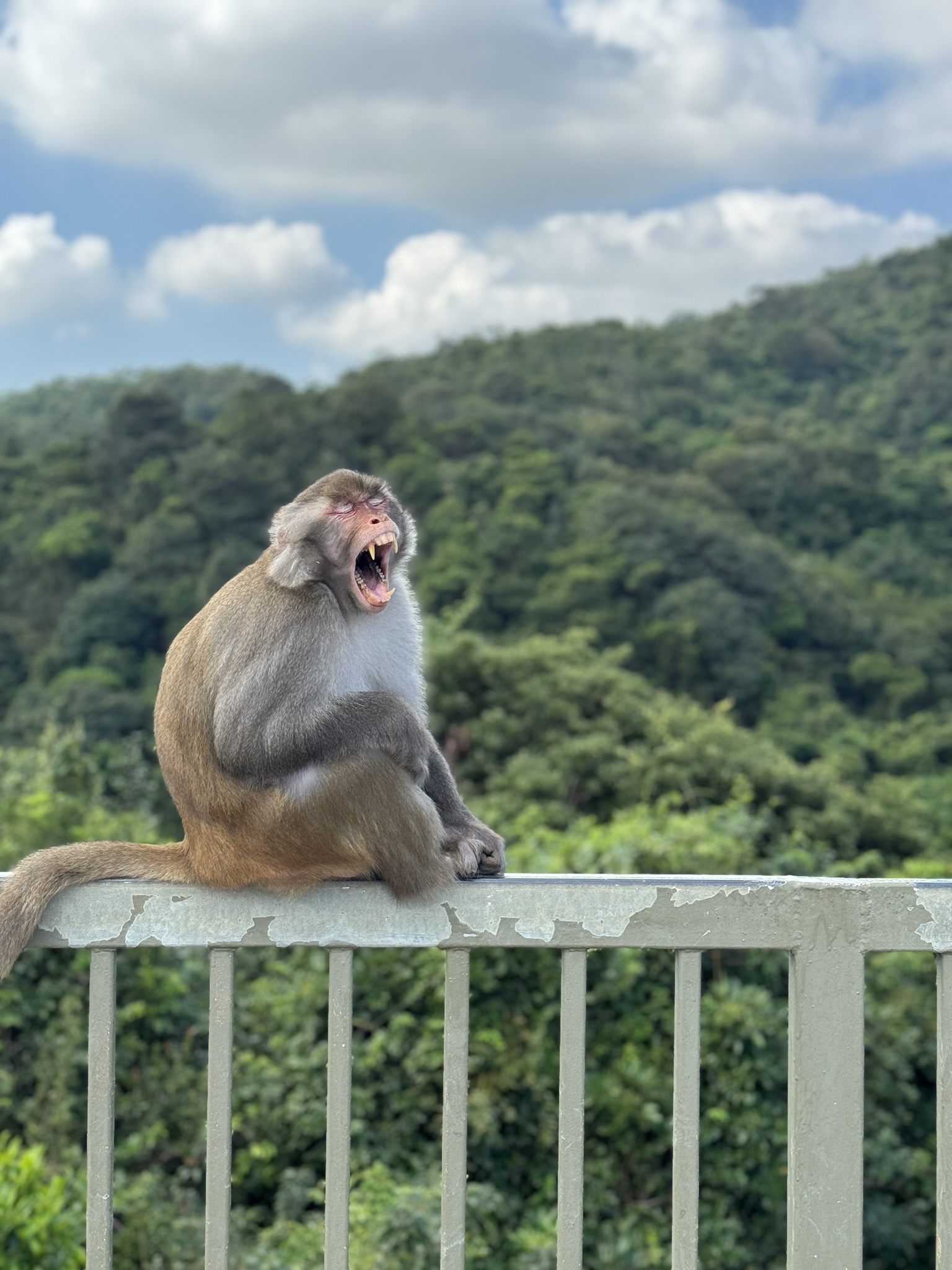 A rhesus macaque yawns wide on a bridge railing, flashing its canines against the green hills of Hong Kong.