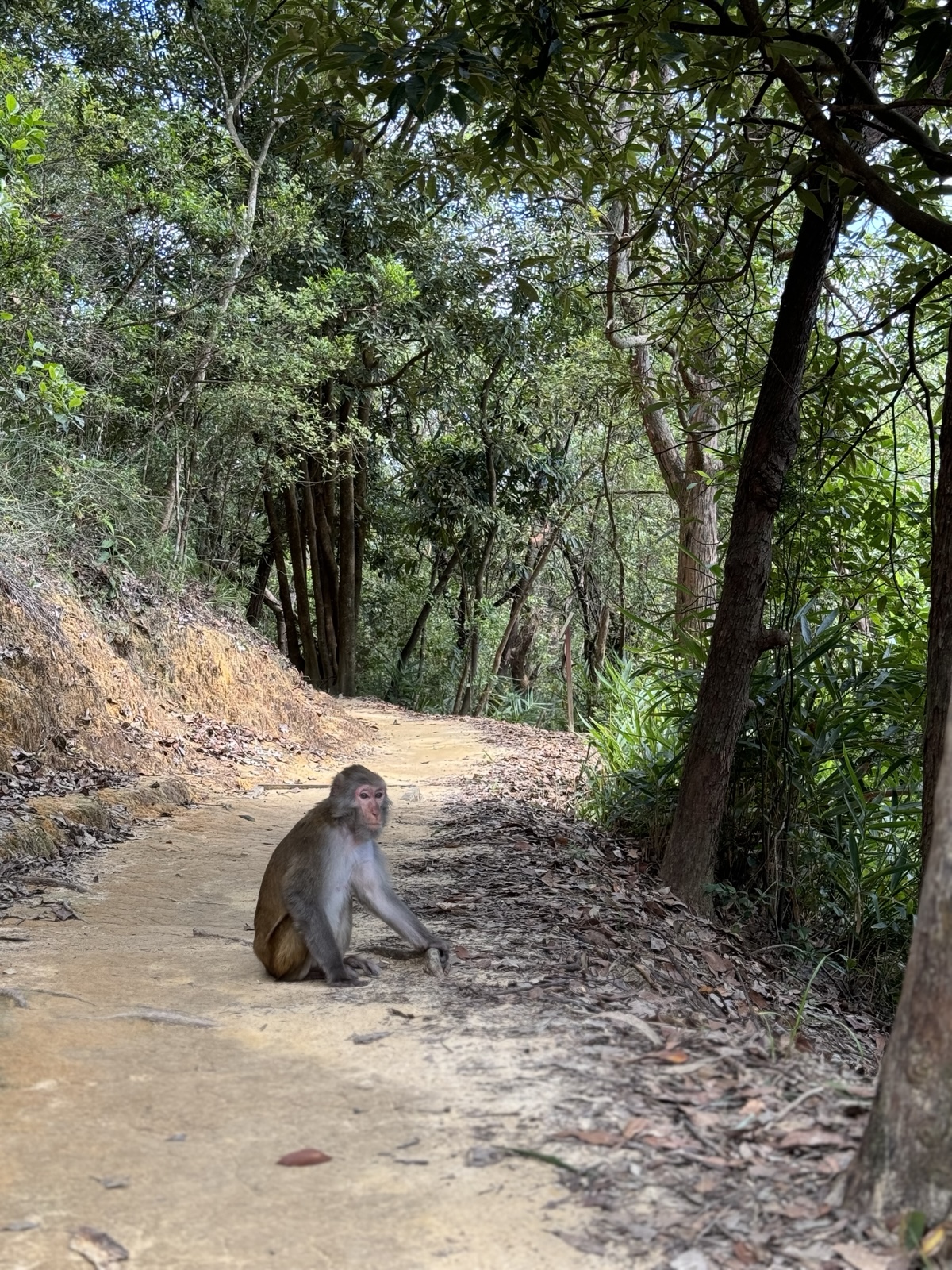 A rhesus macaque sits dead-centre on a dirt trail through lush Hong Kong forest, staring down the photographer.